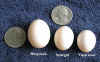 Egg Comparison.jpg (49580 bytes)