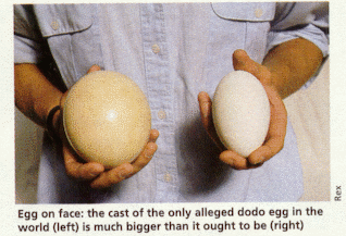 Cast of a dodo egg