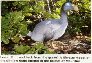 Model of the slim dodo