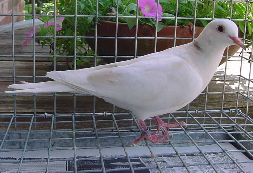 cream pied wivess thumbs