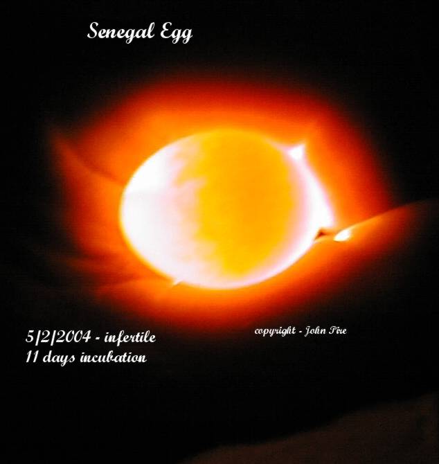 Candling Eggs