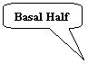 Rounded Rectangular Callout: Basal Half 